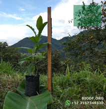 Load image into Gallery viewer, Cajeto / Caragay - Cytharexylum subflavescens | vivero Cali | semillas Colombia