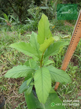 Load image into Gallery viewer, Cajeto / Caragay - Cytharexylum subflavescens | vivero Cali | semillas Colombia