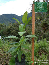 Load image into Gallery viewer, Cajeto / Caragay - Cytharexylum subflavescens | vivero Cali | semillas Colombia