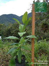 Load image into Gallery viewer, Compra 1 lleva 3 | Cajeto / Caragay - Cytharexylum subflavescens | vivero Cali | semillas Colombia