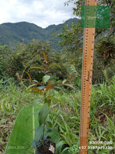 Load image into Gallery viewer, Eugenia - Syzygium paniculatum | vivero Cali | semillas Colombia