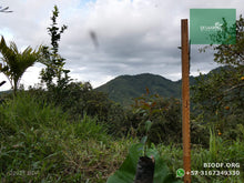 Load image into Gallery viewer, Eugenia - Syzygium paniculatum | vivero Cali | semillas Colombia