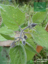 Load image into Gallery viewer, Uchuva - Physalis peruvuana L. (15-40cm) | vivero Cali | semillas Colombia