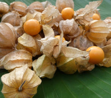 Load image into Gallery viewer, Uchuva - Gooseberry (orgánica) / 100g