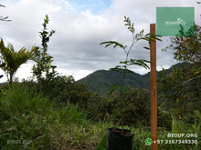 Load image into Gallery viewer, Leucaena, Acacia Forrajera | vivero Cali | semillas Colombia