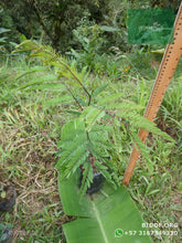 Load image into Gallery viewer, Leucaena, Acacia Forrajera | vivero Cali | semillas Colombia