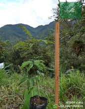 Load image into Gallery viewer, Leucaena, Acacia Forrajera | vivero Cali | semillas Colombia