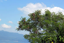 Load image into Gallery viewer, Leucaena, Acacia Forrajera | vivero Cali | semillas Colombia