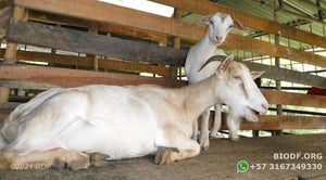 Queso de cabra curado (12 semanas) | 100% orgánico | recubrimiento de Ghee