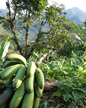 Load image into Gallery viewer, Plátano Guayabo - Plantain | 100% orgánico