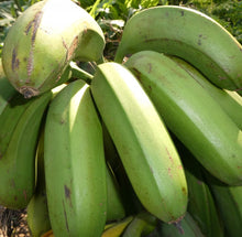 Load image into Gallery viewer, Plátano Guayabo - Plantain | 100% orgánico
