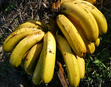 Load image into Gallery viewer, Banano - Banana | 100% orgánico