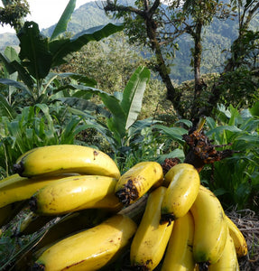 Banano - Banana | 100% orgánico