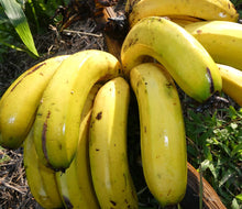 Load image into Gallery viewer, Banano - Banana | 100% orgánico