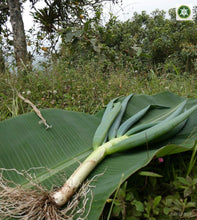 Load image into Gallery viewer, Cebolla larga - Scallion | 500g | 100% orgánico