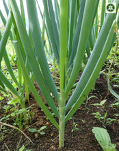 Load image into Gallery viewer, Cebolla larga - Scallion | 500g | 100% orgánico