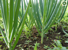 Load image into Gallery viewer, Cebolla larga - Scallion | 500g | 100% orgánico