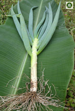Load image into Gallery viewer, Cebolla larga - Scallion | 500g | 100% orgánico