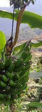 Load image into Gallery viewer, Banano - Banana | 100% orgánico