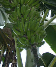Load image into Gallery viewer, Banano - Banana | 100% orgánico