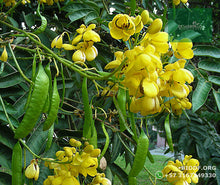 Load image into Gallery viewer, Alcaparro Gigante - Cassia velutina | vivero Cali | semillas Colombia