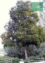 Load image into Gallery viewer, Acacia Japonesa - Acacia melanoxylon | vivero Cali | semillas Colombia