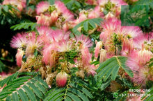 Load image into Gallery viewer, Acacia Japonesa - Acacia melanoxylon | vivero Cali | semillas Colombia