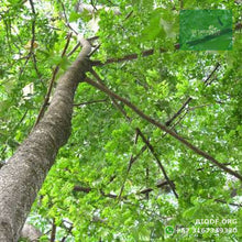 Load image into Gallery viewer, Cajeto / Caragay - Cytharexylum subflavescens | vivero Cali | semillas Colombia