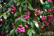 Load image into Gallery viewer, Eugenia - Syzygium paniculatum | vivero Cali | semillas Colombia