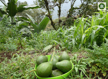 Load image into Gallery viewer, Aguacate - Avocado | 1kg | 100% orgánico
