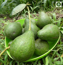 Load image into Gallery viewer, Aguacate - Avocado | 1kg | 100% orgánico