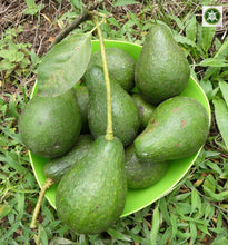 Load image into Gallery viewer, Aguacate - Avocado | 1kg | 100% orgánico