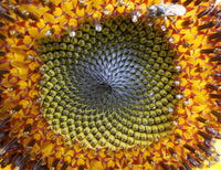 Girasol con abeja