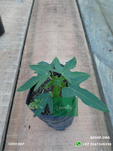 Papaya - Papaya (10cm) - Biodiverse Development