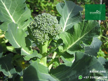 Load image into Gallery viewer, Brócoli - Broccoli 5-10cm (orgánica)