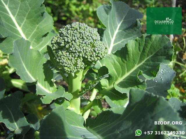 Brócoli - Broccoli 5-10cm (orgánica)