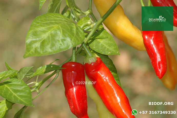 Ají - Chili Pepper 5cm (orgánica)