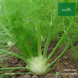 Hinojo 10cm (orgánica) - Biodiverse Development