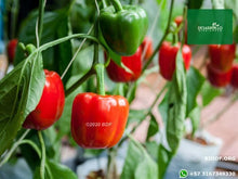 Load image into Gallery viewer, Pimentón Paprika (15cm)