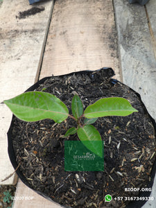 Limon ornamental 20cm (orgánica) - Biodiverse Development