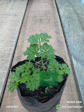Load image into Gallery viewer, Perejil - Parsley (20cm) - Biodiverse Development