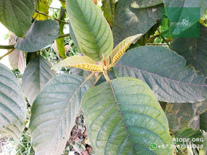 Compra 1 lleva 3 | Cajeto / Caragay - Cytharexylum subflavescens | vivero Cali | semillas Colombia