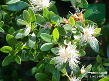 Load image into Gallery viewer, Eugenia - Syzygium paniculatum | vivero Cali | semillas Colombia