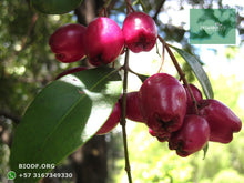 Load image into Gallery viewer, Compra 1 lleva 3 | Eugenia - Syzygium paniculatum | vivero Cali | semillas Colombia