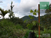 Load image into Gallery viewer, Alcaparro Gigante - Cassia velutina | vivero Cali | semillas Colombia