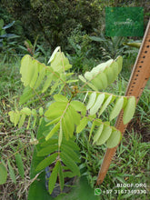 Load image into Gallery viewer, Alcaparro Gigante - Cassia velutina | vivero Cali | semillas Colombia