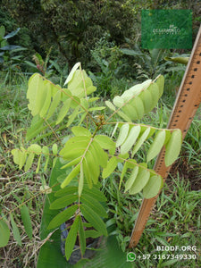 Alcaparro Gigante - Cassia velutina | vivero Cali | semillas Colombia