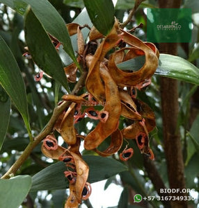 Acacia Japonesa - Acacia melanoxylon | vivero Cali | semillas Colombia