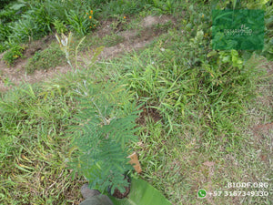 Compra 1 lleva 3 | Acacia Japonesa - Acacia melanoxylon | vivero Cali | semillas Colombia