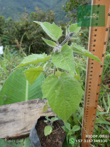 Compra 1 lleva 3 | Uchuva - Physalis peruvuana L. (15-40cm) | vivero Cali | semillas Colombia